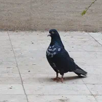 گم شده