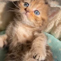 بریتیش و اسکاتیش های رویایی|گربه|رشت, آزادگان|دیوار