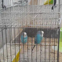 دوجفت مرغ عشق زیباباقفس