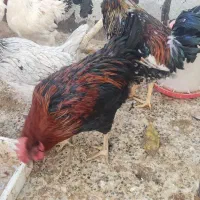 اطلاعیه فروش خروس جوان تازه به خواندن افتاده