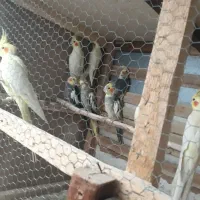 عروس هلندی