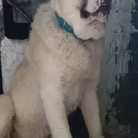 الابای روسی ۳ ماهه