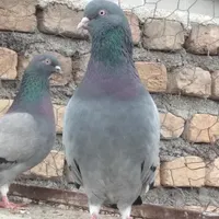 سبد میوه و کبوتر