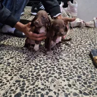 توله سگ شکاری نژاد دار مخصوص دنبلان