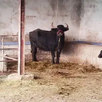 شوشترشعبیه روستای شیخ حسین