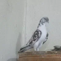 کفتر گم شده