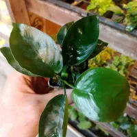 گیاه طبیعی آکواریومی