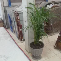 تشک رویال|تشک تختخواب|بیرجند, |دیوار