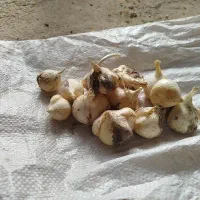 موسیر طبیعی.فروش به صورت خرده و عمده