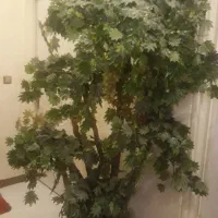 درخت انگور خارجی بزرگ