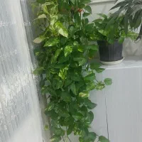 گلها فروشی سالم کاشمر|گل و گیاه طبیعی|کاشمر, |دیوار