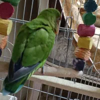 طوطی برزیلی|پرنده|تهران, ابوذر|دیوار