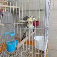 عروس هلندی بالغ