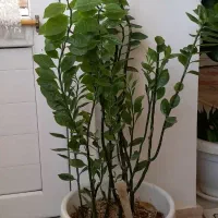 گل نردبان بهشت