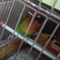 کوتوله و مرغ عشق|پرنده|میبد, |دیوار