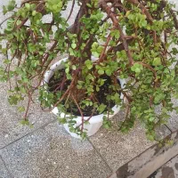 گل اپارتمانی ساکولنت