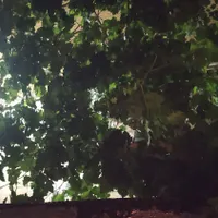 شناسنامه گم شده