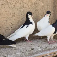 کبوتر خوشرنگ سیاه شصتی چپ سفید اراکی هفرنگ پرشی|پرنده|بوئین زهرا, |دیوار