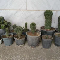 فروش گلدونهای کاکتوس