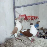 کبوتر|پرنده|شوشتر, |دیوار