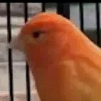 قناری نر جهت معاوضه