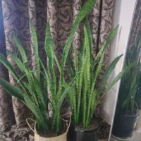 دوتار فروشی که چند سال دست استاد موسقی بوده