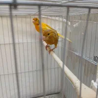 دو جفت قناری با قفس