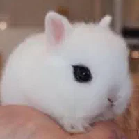 فروش انواع خرگوش مینیاتور ، لوپ ،جرسی واکسینه شده|موش و خرگوش|خرمآباد, |دیوار