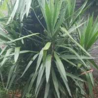 فروش انواع گلهای باغی