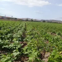 4ونیم هکتار زمین آبی برای کشت لوبیا به صورت شراکت