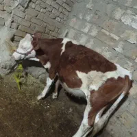 گوساله سیمینتال ماده درجه یک