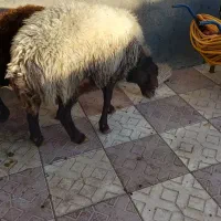قوچ همو