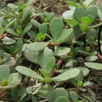 خرفه تازه ارسال رایگان حداقل سفارش ده کیلو