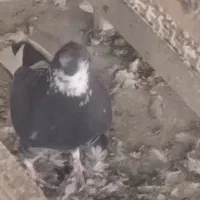 یه تعداد حیون درجه یک نر و ماده|پرنده|تهران, خزانه|دیوار