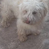 پاکوتاه ماده