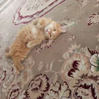 رد بانک