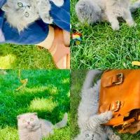 گربه ی فندوقی و با مزه