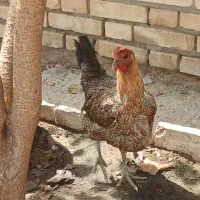 مرغ