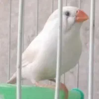 یک جفت فنچ نر و ماده جوان