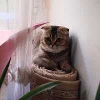 گربه اسکاتیش برتیش فلد ماده بلک گلد