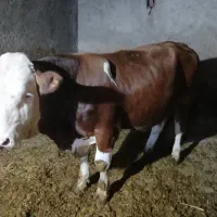 گوساله‌ی نر سیمینتال|حیوانات مزرعه|چنارود, |دیوار