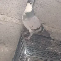 کبوتر