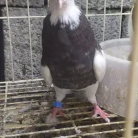 کبوتر طوقی|پرنده|آبپخش, |دیوار