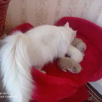 گربه خوشگل|گربه|تبریز, |دیوار