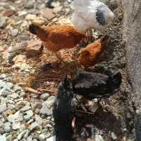 مرغ نژاد دار