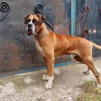 واگذاری یک عدد باکسر نر کیفیت بالا|سگ|رشت, گیل|دیوار