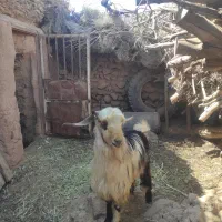 نری کردی