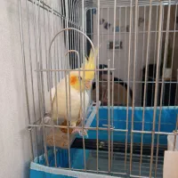 عروس هلندی نر