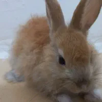 خرگوش|موش و خرگوش|محمدیه-قزوین, |دیوار