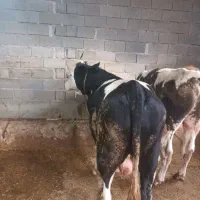 گوساله سمینتال نر